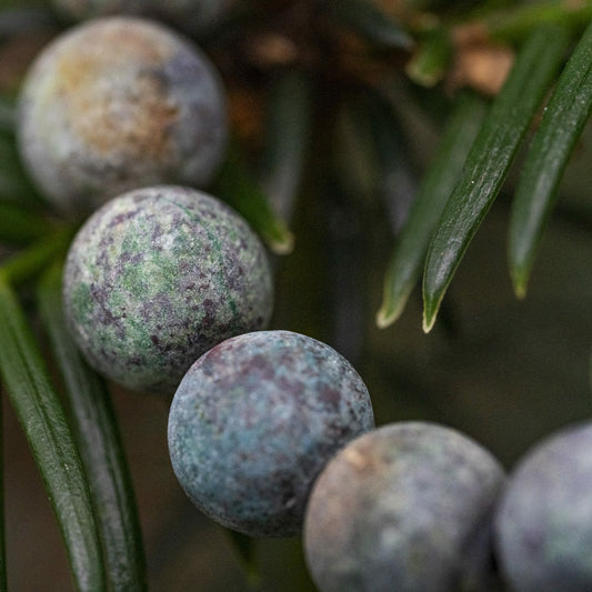 Afrikaanse Matte Turquoise Kralen Armband – 10mm Stenen